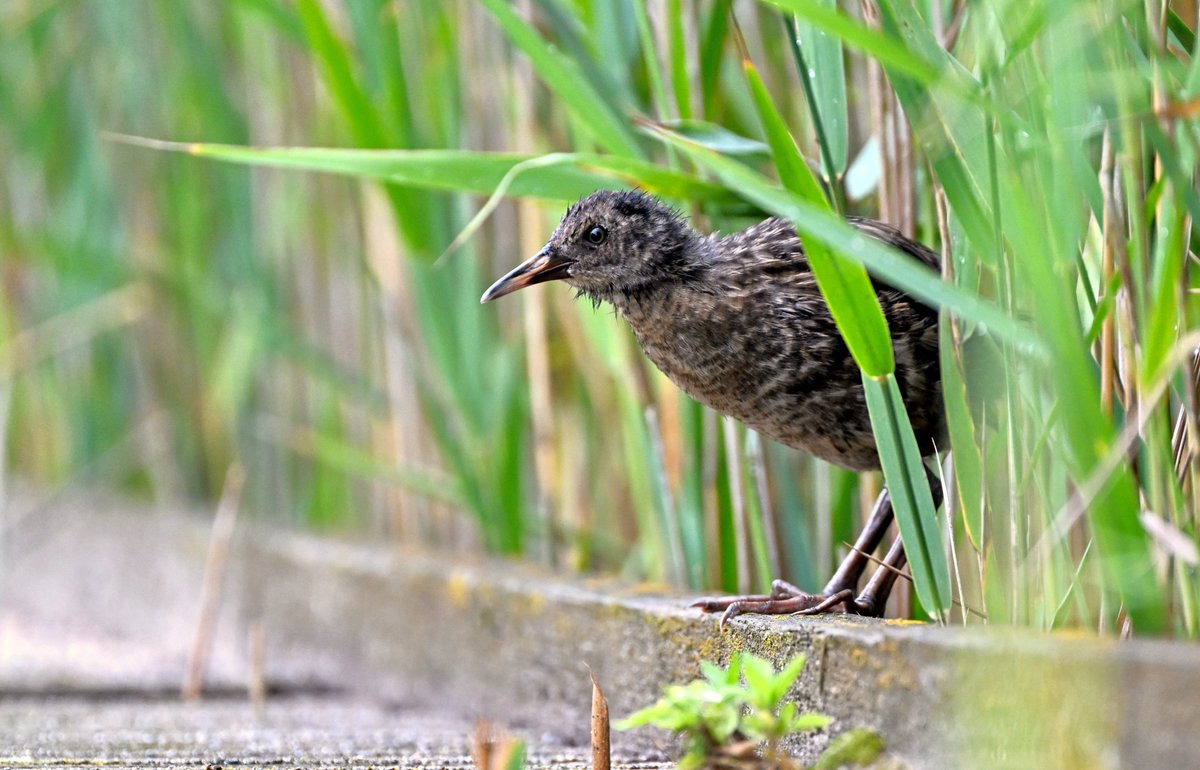 DavidTBrooker's tweet photo. Water rail juveniles 18/08/26 Norfolk https://t.co/hKwC3PpcHf