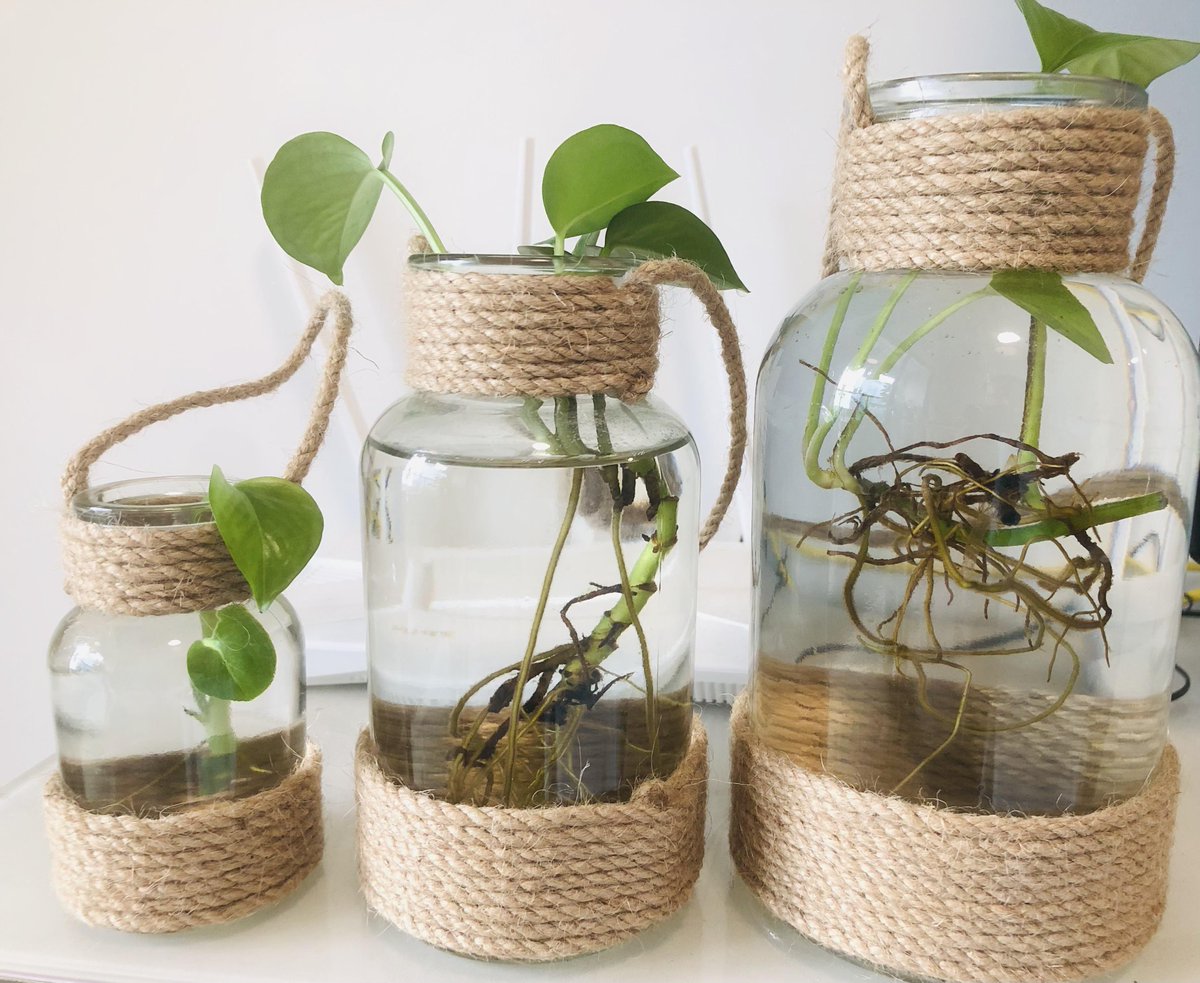 GermanTaecsh's tweet photo. Just turned old mason jars into cute hanging planters! No fancy tools needed—only twine, succulents and a little patience. Small DIY win that brightens up my windowsill https://t.co/qdi9ph9p8O