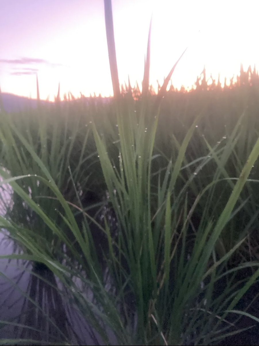 ujichagang's tweet photo. おはようございます☀
僕は京都で農薬を使わず
お茶とお米を作ってる30歳🧑‍🌾
今日は早朝から田んぼに
水を入れてます✨
人生初のお米作りで不安だらけ
でしたが、無事成長してます💪
収穫が楽しみです🌾
まだまだ暑い日が続きますが
皆様お身体にお気をつけ下さい🙇‍♂️ https://t.co/gzCxPsXRYg