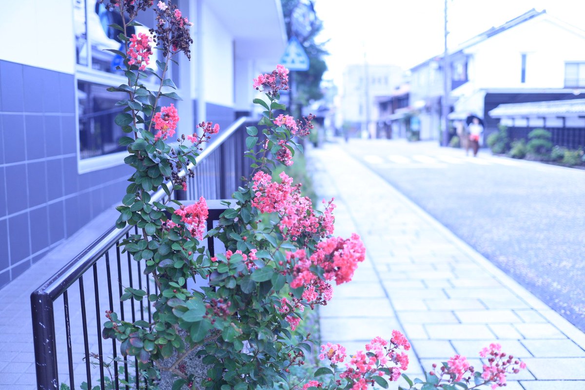 adechi502's tweet photo. 今日の１枚
花を見て和む

#日常の写真
#花 https://t.co/EaSUP0Jevg