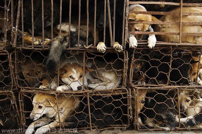 rogeliomtz75's tweet photo. Sus miradas, lo dicen todo!!!... 
Tristeza, frustración, dolor, decepción.
Los animales son seres vivos y merecen libertad, respeto, comprensión. 🐾😢

#NoAlAbandonoAnimal
#NoAlMaltratoAmimal https://t.co/4GdlPf4ao7