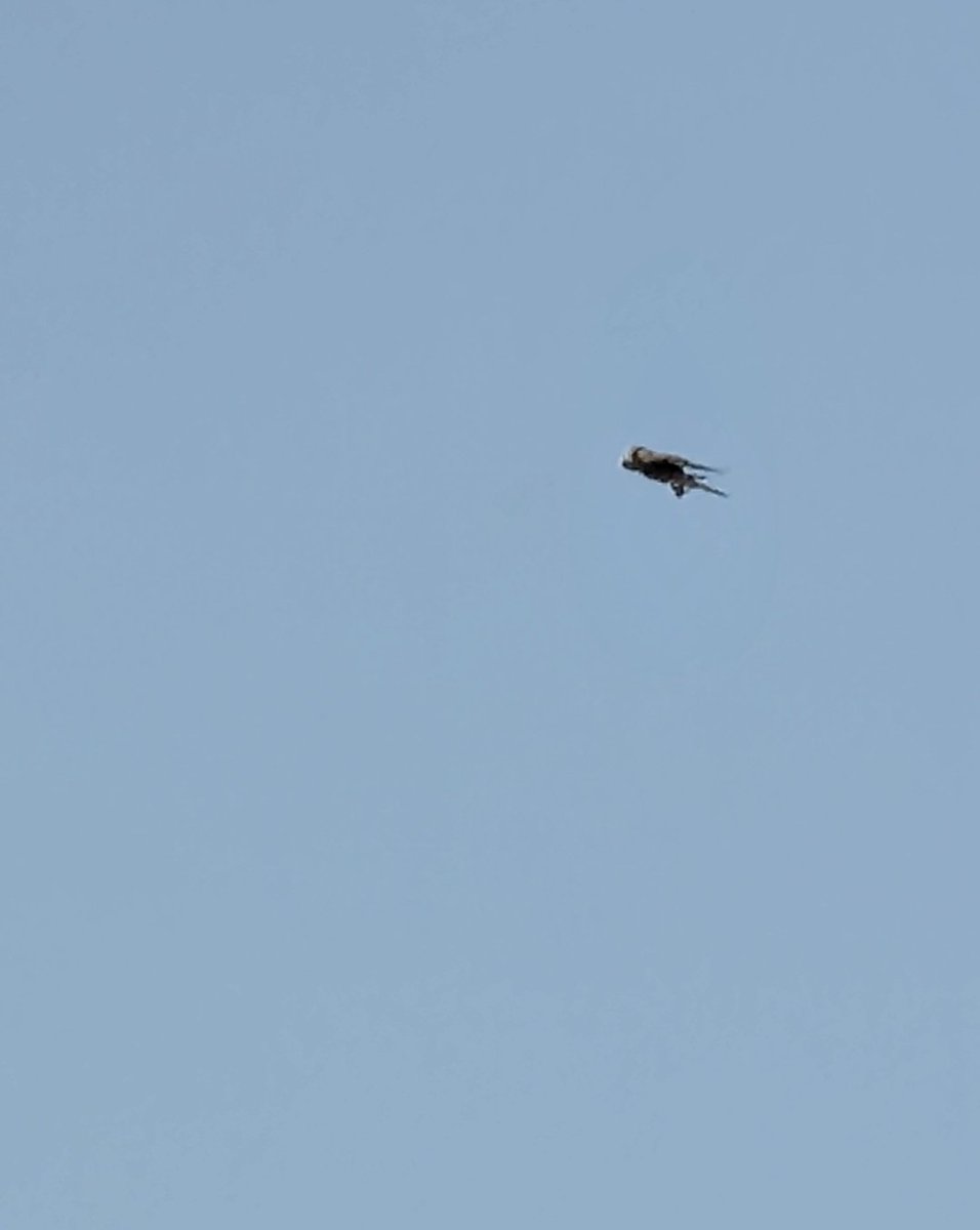 PS5_5P's tweet photo. الحرية هي أن تحلق في مثل هذه السماء 🦅✨

​Freedom is flapping your wings in a sky like this 🦅✨

自由とは、こういう空を羽ばたくこと。🦅✨ https://t.co/C84LT9nqQR