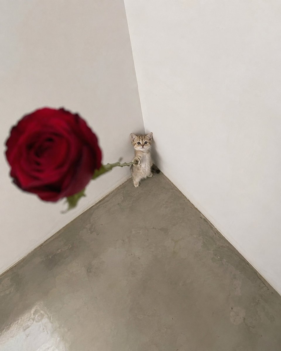 catsworldaura's tweet photo. https://t.co/sinAggjHW5