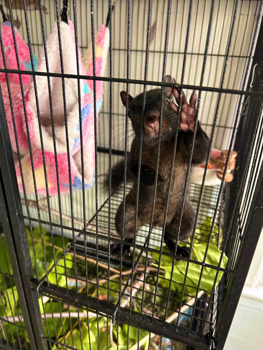 macdemarcoi's tweet photo. thank you new moots for following !! ♡‧₊˚ 

everyone meet charlie, the squirrel im rehabbing ฅʕ,,•ᴥ•,,ʔฅ ♡ ♡ 
he has a brain condition and seizures so we are trying to help him the best we can !! 
#wildliferehabber #yayyynewsquirrel https://t.co/yonfKSyqBm