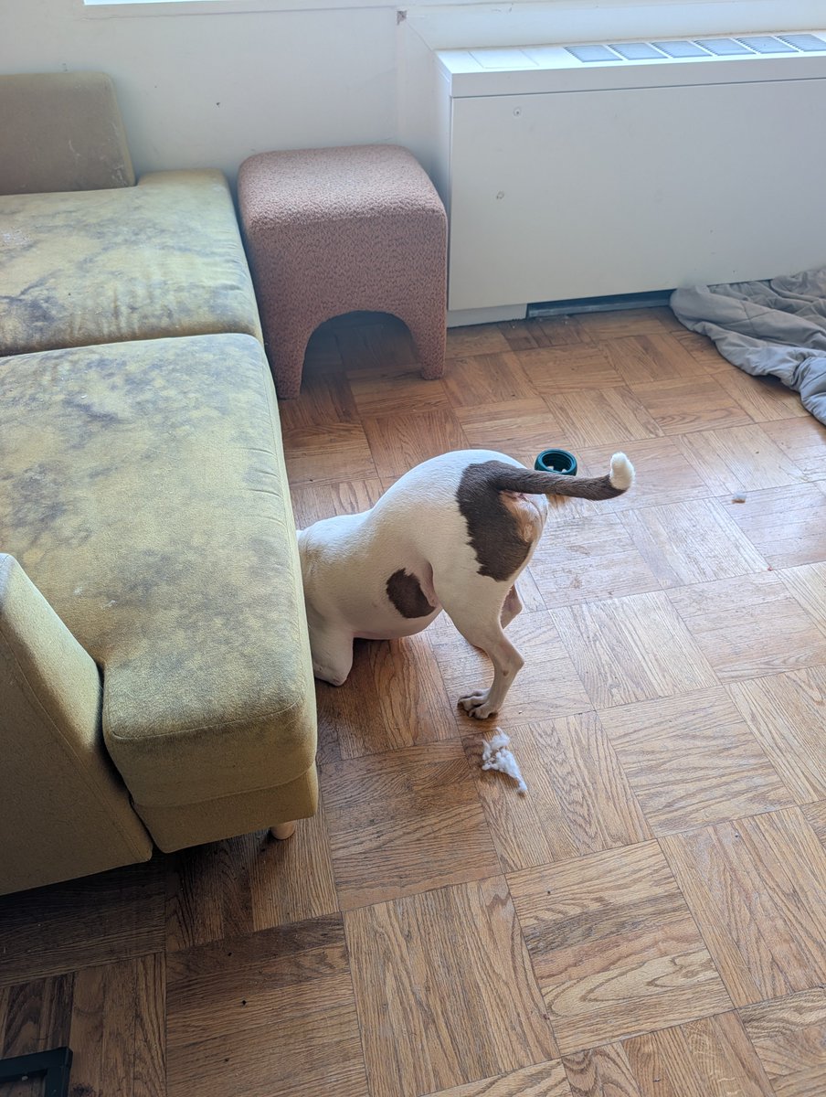 ShirleyImMilk's tweet photo. There might be something under the sofa. #CowButt
@bullterrier4eva @rexthetvterrier @Tomek52518333 @Blackarachnia13 @InkSwitch007 @mrst43 @BVaags @AaronAndHounds @sheilaMol1 @jago_girl https://t.co/Tx86MTS7yD
