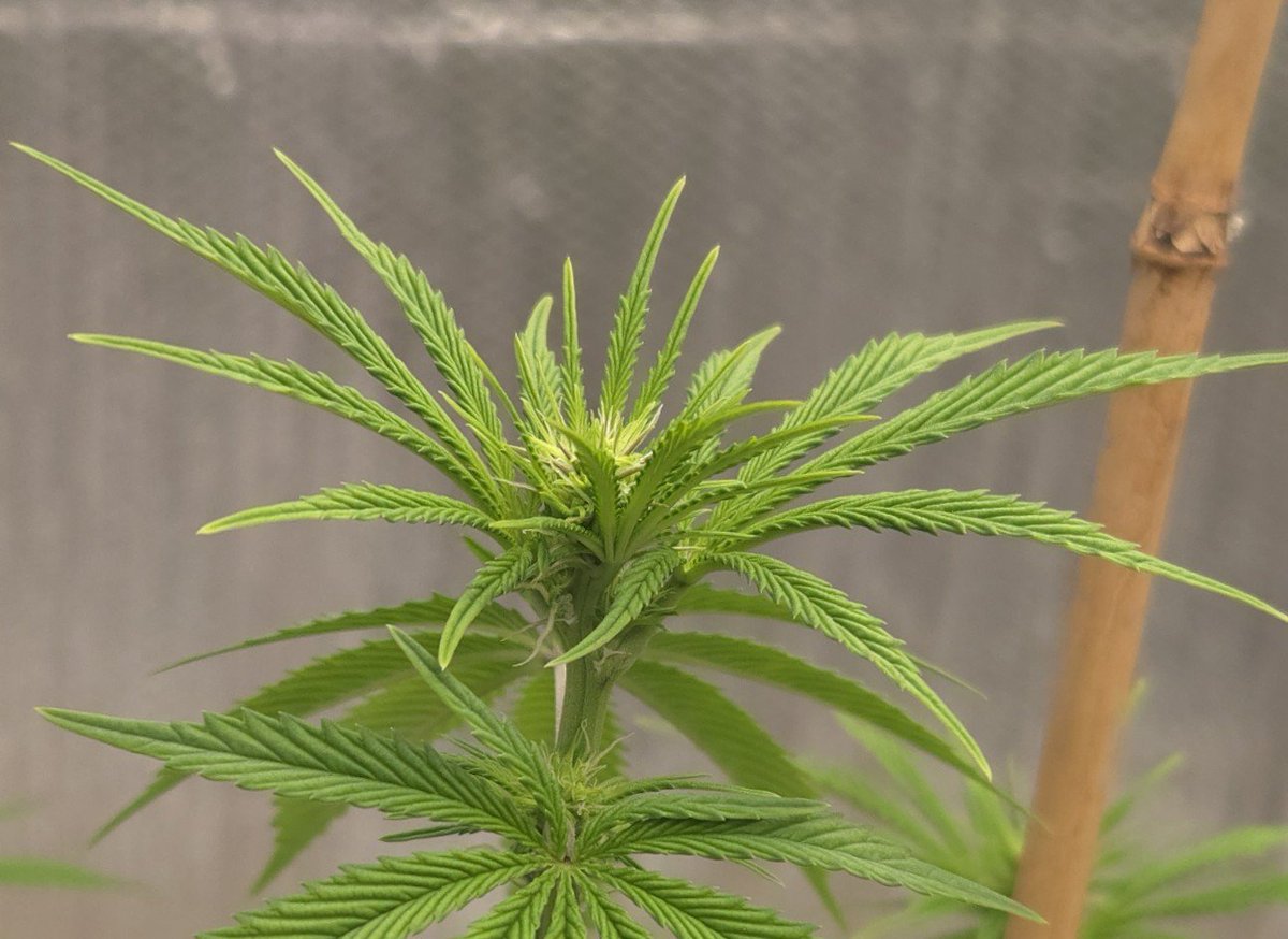 kclightup's tweet photo. Afternoon check in on the plants right before lights out. They all seem happy and starting to build beautiful buds!!!
#FuckCancerCrew #GetScreened #growyourown https://t.co/4D8KqDD2CK