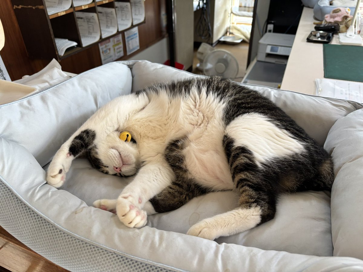 harusyunin's tweet photo. おはよう☀ございます🐾
りんくんの寝姿🐾🐈‍⬛🐈☀️

#おはようございます #猫 #可愛い https://t.co/lPXDJsv2f9