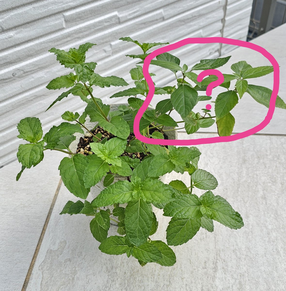 magobee2's tweet photo. アップルミントの鉢に大分ボリューム出てきたなーと喜んで見ていたら⋯

アレ？
君なんかいつもと顔違くない？

正体は榎草（エノキグサ）だった
あまりに自然に混ざって生えてるから全然気付かなかったよ😂

#アップルミント
#園芸 https://t.co/is9QeNtoAp