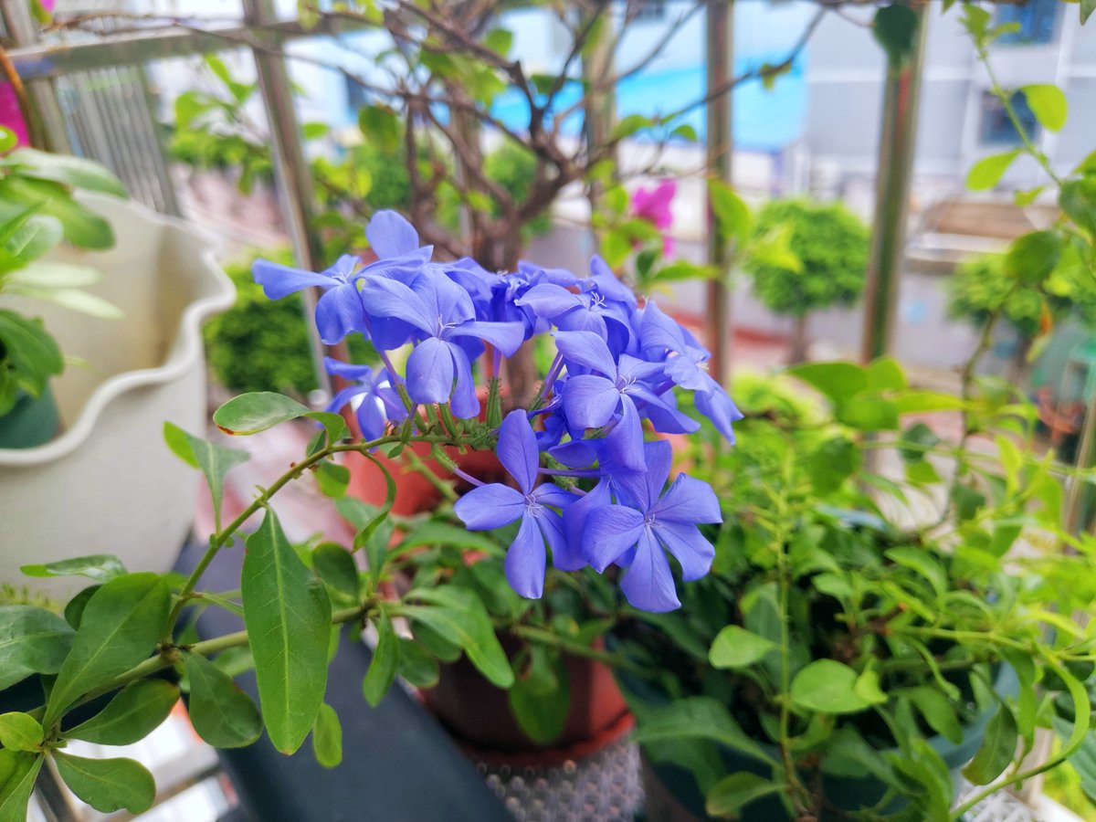 Au0hZ8DU49cmiN's tweet photo. My tiny balcony is now a mini herb garden —cutting out grocery runs for basil u0026 mint every week is such a win! https://t.co/cF3v2ZRW0H