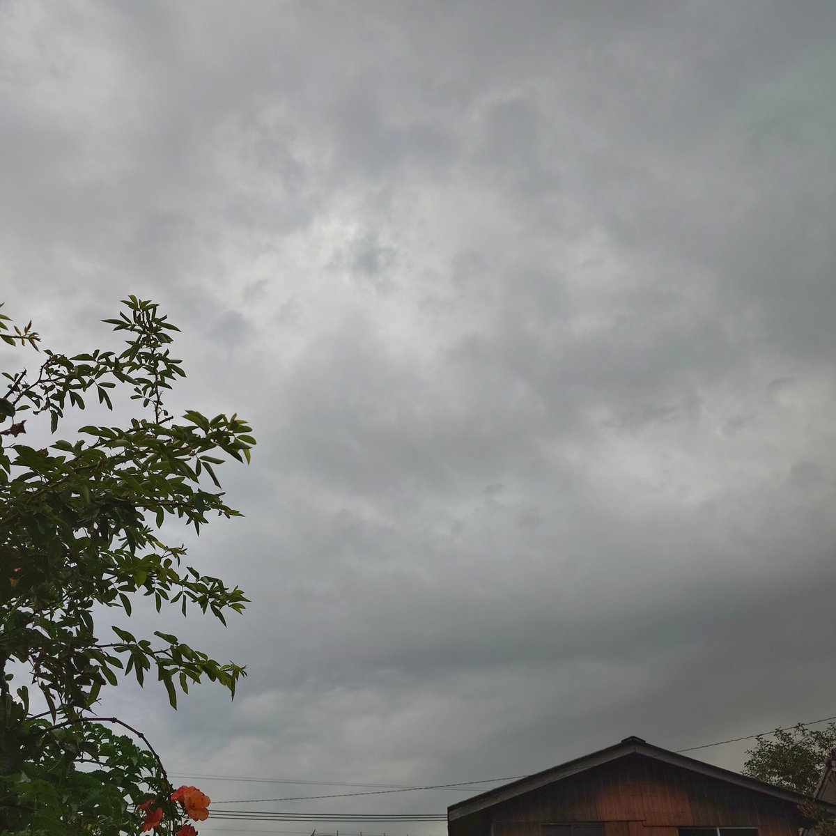 maggensintet's tweet photo. おはようございます☁
↑35
暑さが戻った

地面が少し濡れている
梅雨明けから全然雨が降らず昨日のテレビの予報では41日降らなかったと言っていた
水道から水は出ているのでそれがトマトがぽんこつな理由にはならない

サンマを小川で釣る夢を見た
サンマは泳いでいたが釣れなかった

いい水曜日を https://t.co/WtIwkMiOBT