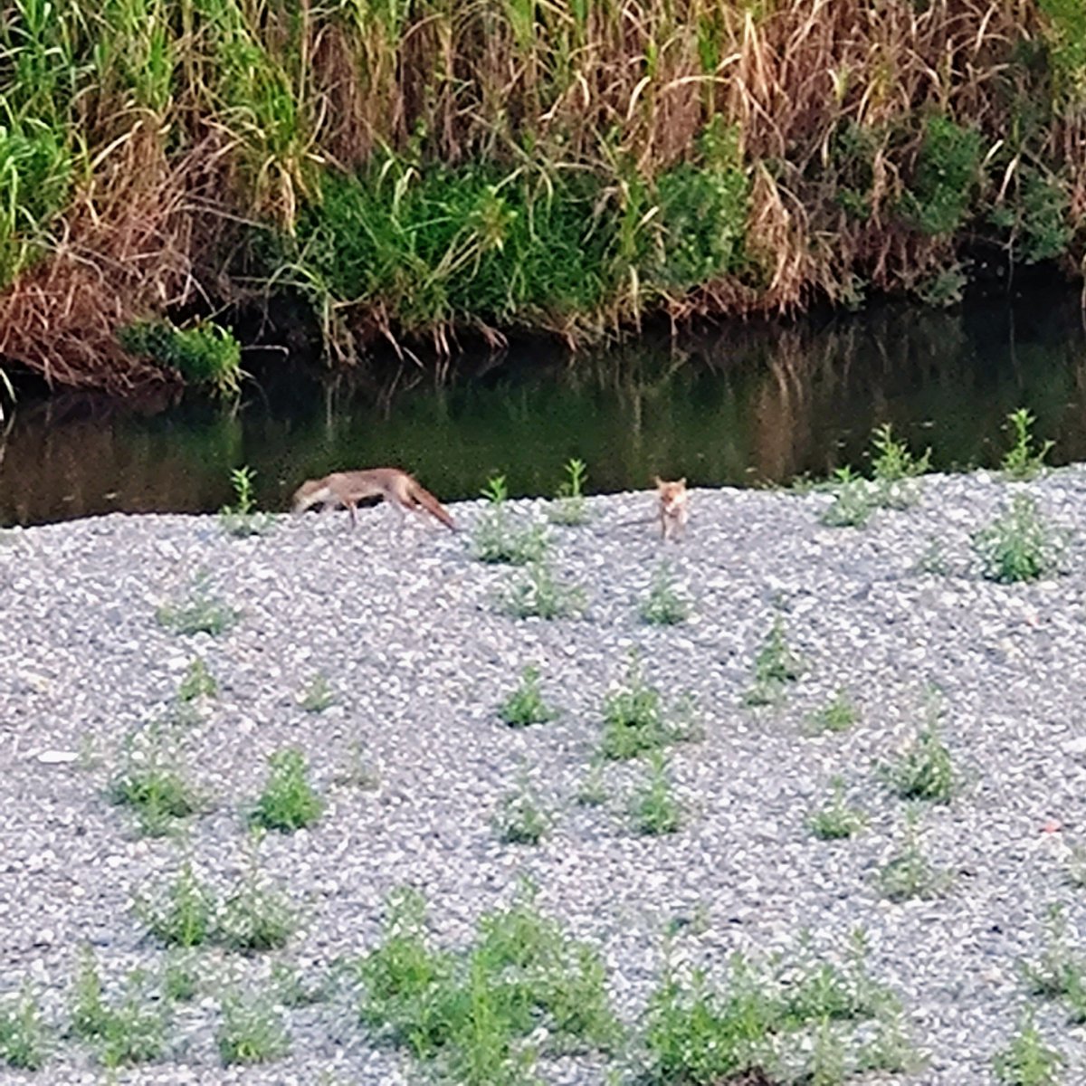 Tokucyan2's tweet photo. 今朝も🦊狐に逢えた。蜻蛉が群れています���秋ですね
#猪名川 #藻川 #walking #cycling #河川敷 #水道橋 #ラジオ体操 #六甲山 #箕面山麓 #五月山 #伊丹 #園田 #阪急園田駅 #農業公園 #神津大橋 #生駒山麓 #園田競馬場 #甲山 #狐 https://t.co/Hctfa8oU0x