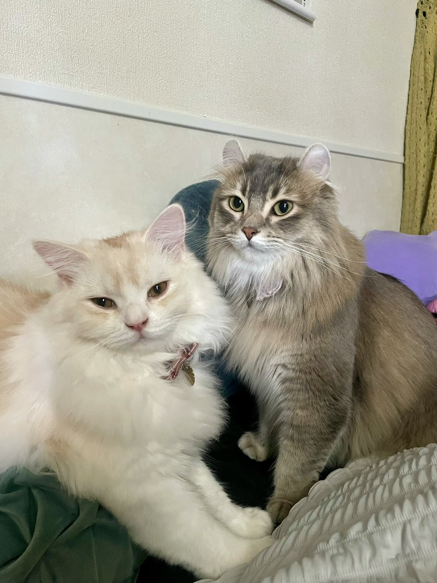 roicat0528's tweet photo. おはニャンズ https://t.co/0MGbu9o6tU