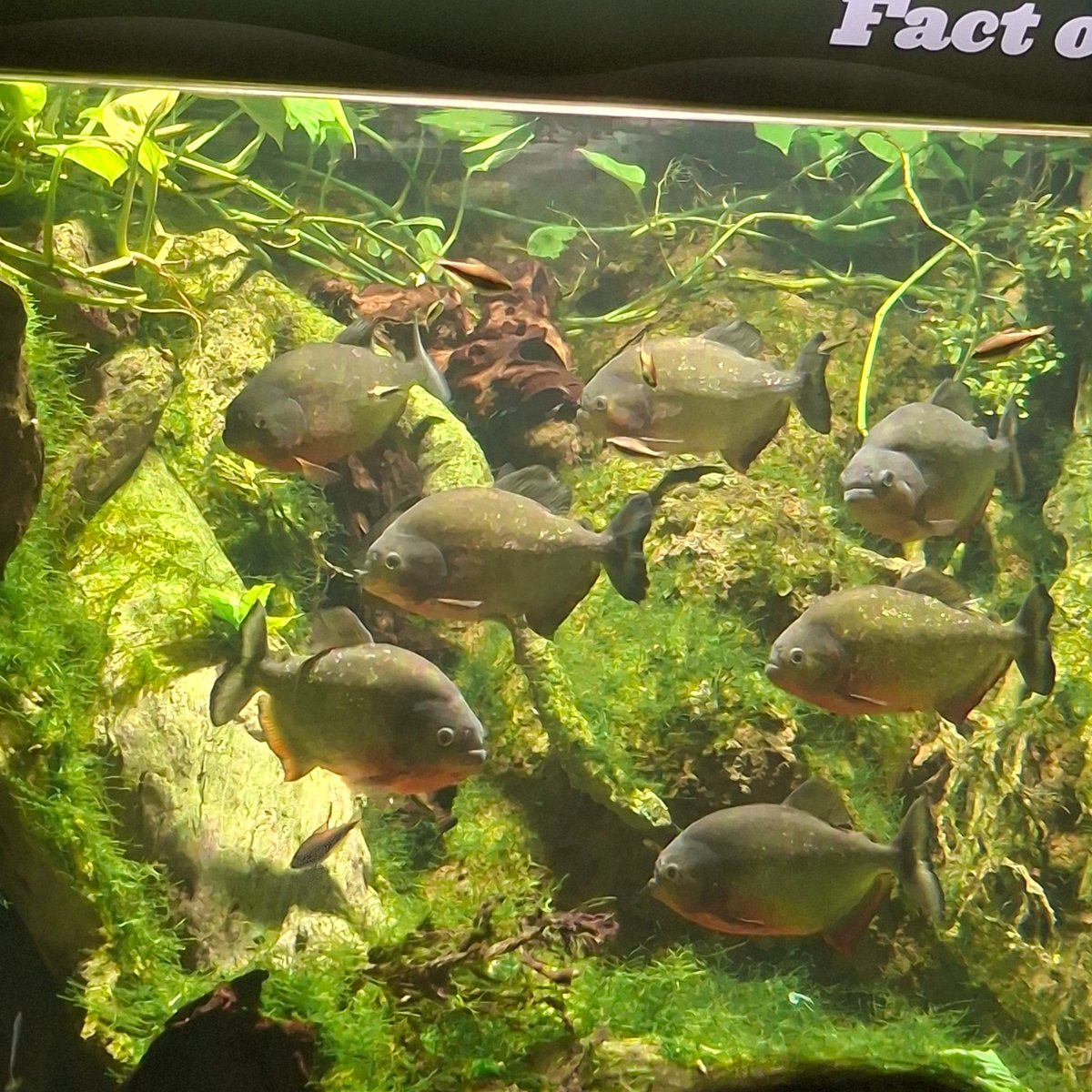 sodasuxlala's tweet photo. was at the aquarium today https://t.co/rzJBYYWr5A