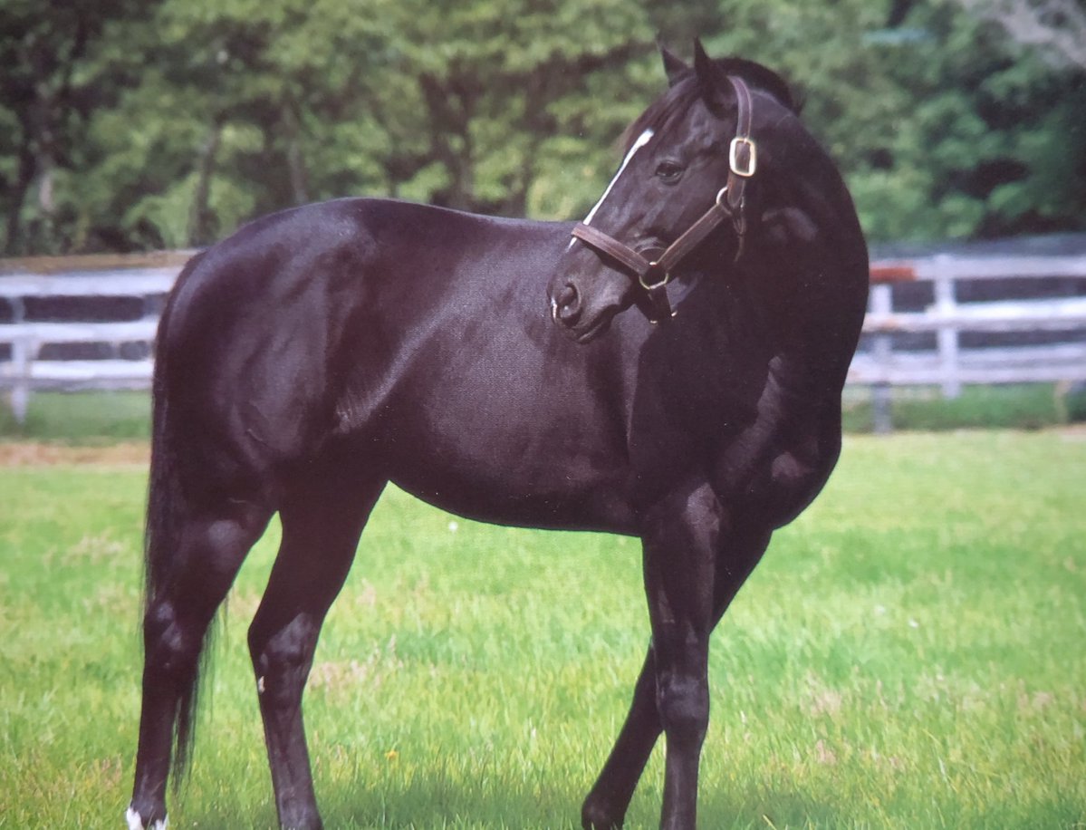 StayDream21's tweet photo. 【大種牡馬】サンデーサイレンス(8月19日が命日)G1を6勝🇺🇸米国競馬殿堂入りは30年前🇯🇵ディープインパクト、スペシャルウィーク、ダイワメジャー、ステイゴールド、ネオユニーヴァース、ハーツクライ、マンハッタンカフェ等々、産駒は種牡馬としても活躍した名馬が多数。牝馬ではスティルインラブなど。 https://t.co/5U7zbp0m0w