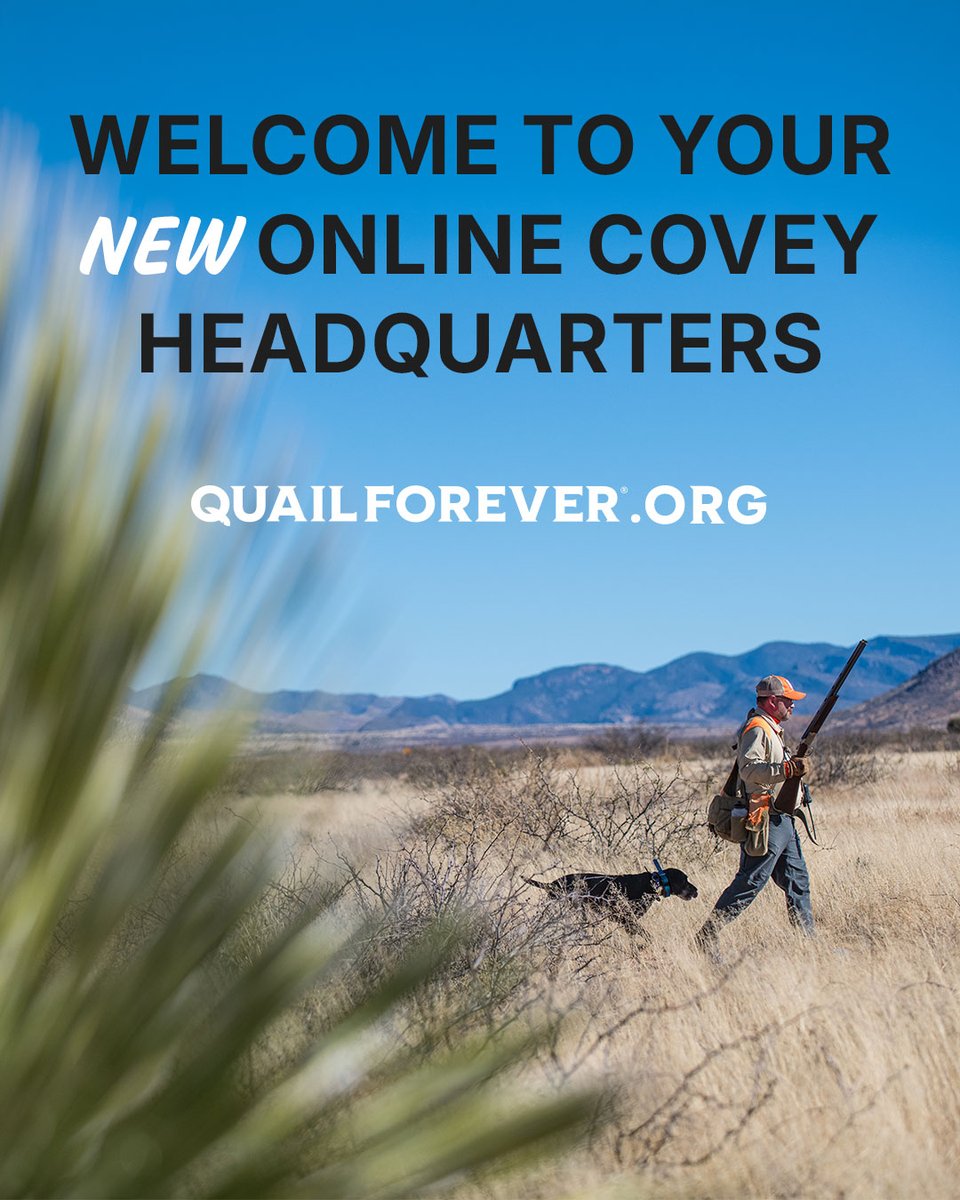 quail4ever's tweet photo. Welcome to your new online covey headquarters. Our old website wasn't exactly prime habitat, so our team got to work restoring, enhancing, and creating a digital landscape worthy of the wild birds we love. Go take a look, create an account, and start dreaming of Opening Day.

Explore our new online habitat here: https://t.co/C3RlLCJpWu