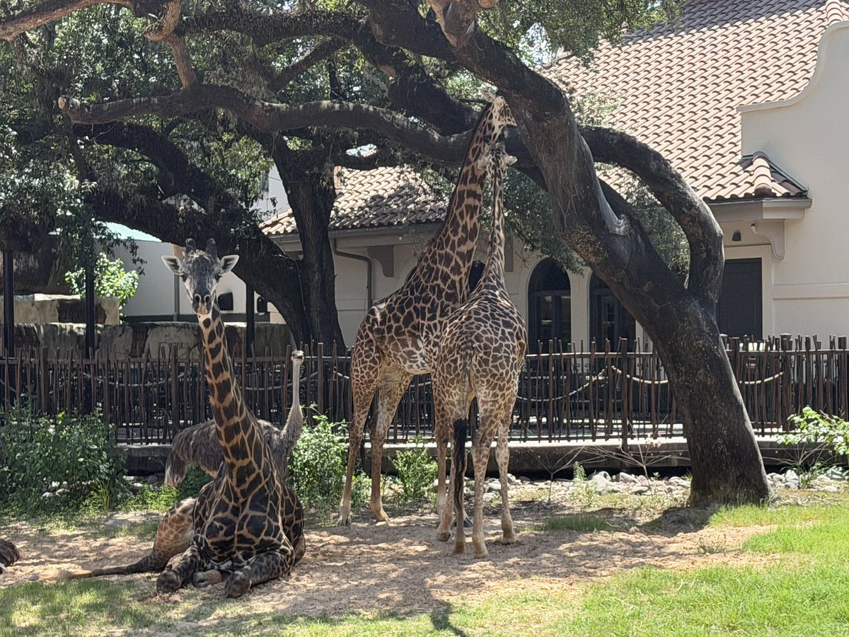 AstrosFansUK's tweet photo. Then it was eventually off to @houstonzoo, which I would rank at a modest 11 out of 10 - ABSOLUTELY superb! I was at Madrid Zoo last year which was phenomenal &amp; this was every bit on the same level. A wonderful environment for a huge variety of wildlife. Genuinely breathtaking. https://t.co/102DSUo1py