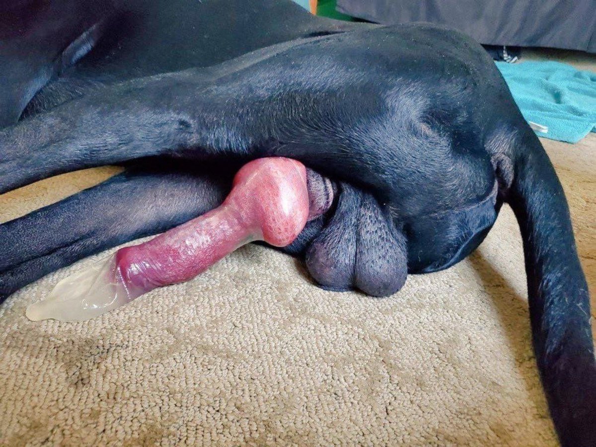 EstherEric13333's tweet photo. Hey Buddies 🤗 It's Your Fave K9_girl.. Come Explore Every Fascinating Desires lovelies🦋 With Over A 100 Fresh Drop's. Dropboxe Available🔥 Slide In To Get Yours
🔗https://t.co/D3BA6a88U4

#knotty #denisefrazier #dogknot #doggo #k9dog #fypシ #artofzoo #dogwoman https://t.co/oKJ02KNeKr