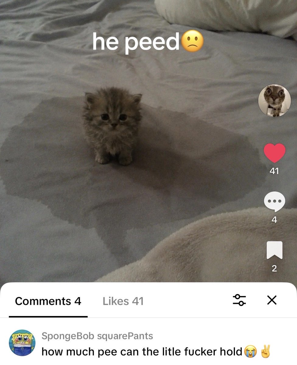 hardcatmemes's tweet photo. https://t.co/km3XOmMRo5