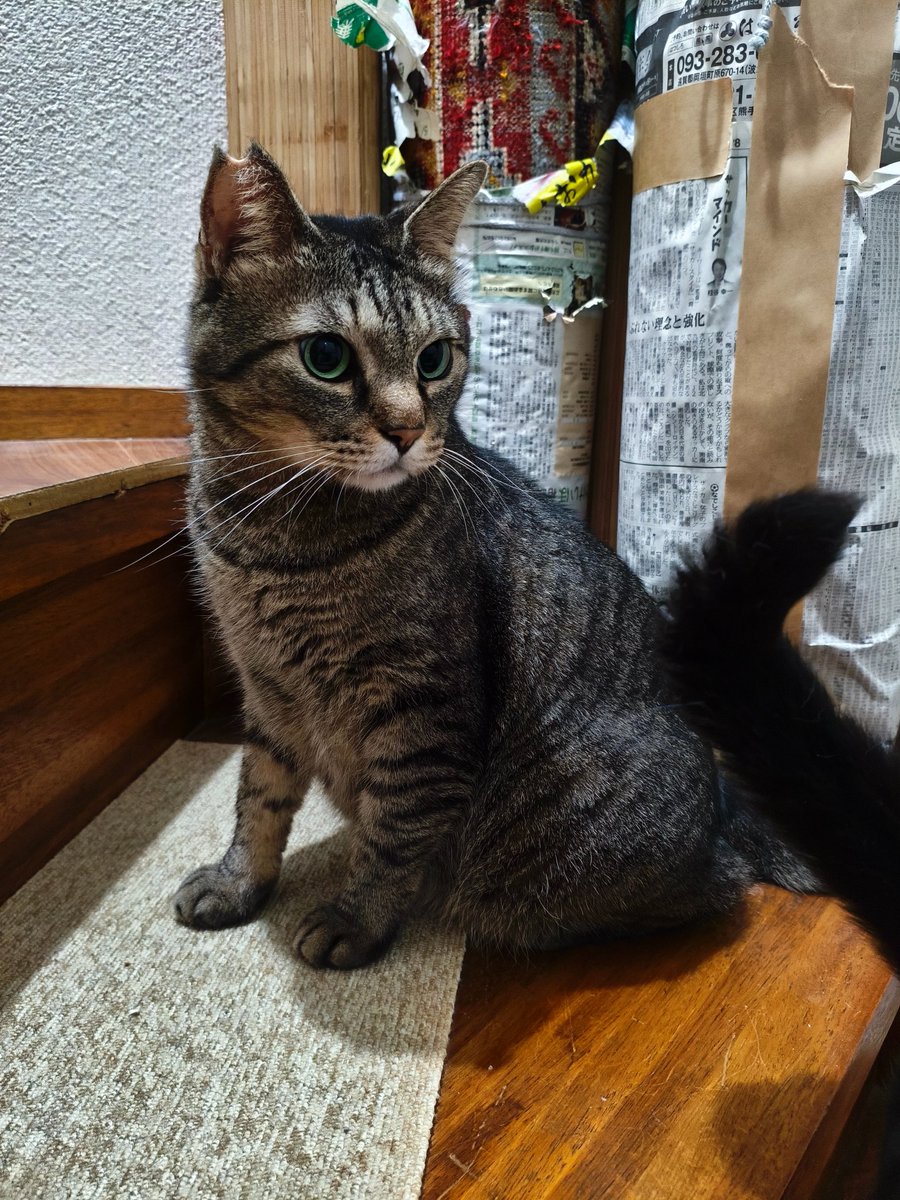 nico7358's tweet photo. おはようございます。
気温も湿度も高めだなぁ。
ちょっとで汗だくすぎる。

耳穴周辺が押すと痛くて、最近ずっとほぐしてる。
バグるのここのせいだなぁ。
痛みどうしたら抜けるか？

きじまるくん、ちょびきてから階段も登るようになった。
お互いにいい遊び相手だ。 https://t.co/2G1ZxhXc3H