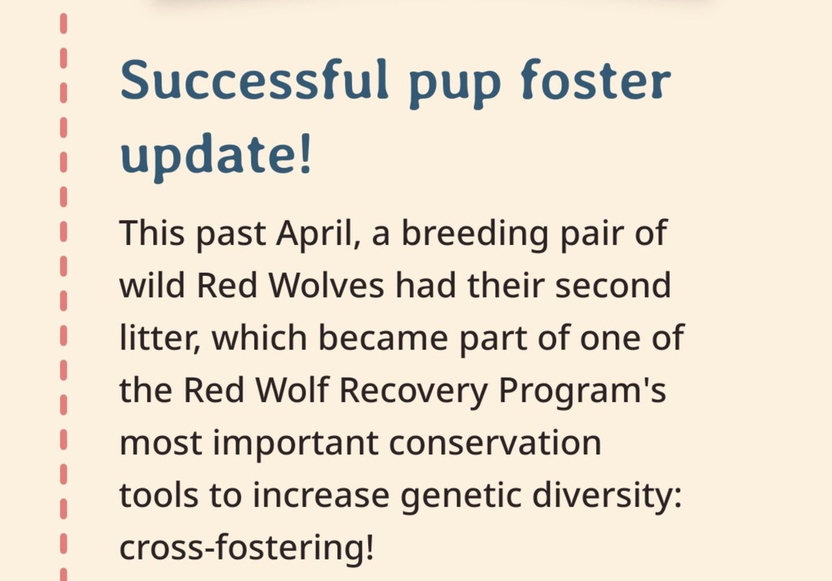 fulufulumoon's tweet photo. there's so much good reports today. 🌻
i just want share a bit of good report too. 
1835M (red wolf), he's been doing well. Fahlo introduced pups to his pack. just look at them, so adorable.
may the pups, the pack all live long healthy lives &amp; be safe. 🐺💗🥹 
#全世界都爱敖尹 https://t.co/80KaUmkTS3