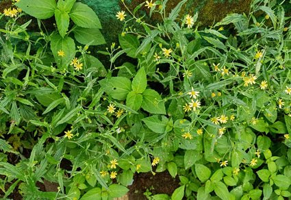 Phytotaxa's tweet photo. Recollection and identity confirmation of Senecio mayurii (#Asteraceae), a little-known species endemic to the southern Western Ghats, Kerala, #India
https://t.co/AjEbrbOOQn https://t.co/LjCvYtbbYk