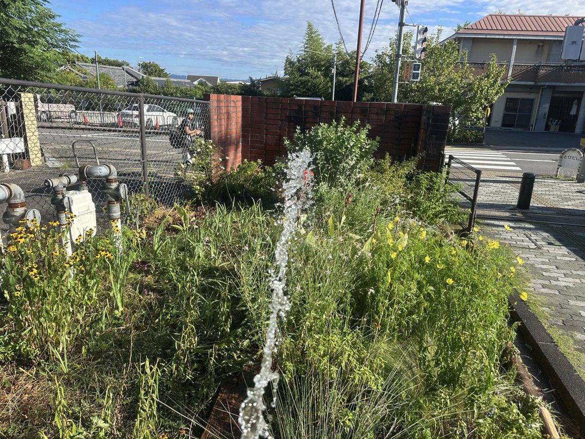 okamura1954's tweet photo. いつもの早朝ゴミ拾い散歩🚶‍♀️🚶

朝から高齢者の方々が、朝の涼しい間にテニス🎾やゲートボール🏐を楽しんでいる🥰
本当に平和な日本の光景を感じる🤗

しばらく雨が降らないので、花々も水を欲しがっていたので、ホースで水やりを😍

何とか暑い夏を乗り切って欲しい😃

#ゴミ拾い
#伏見北堀公園 https://t.co/zeHwvuWe19