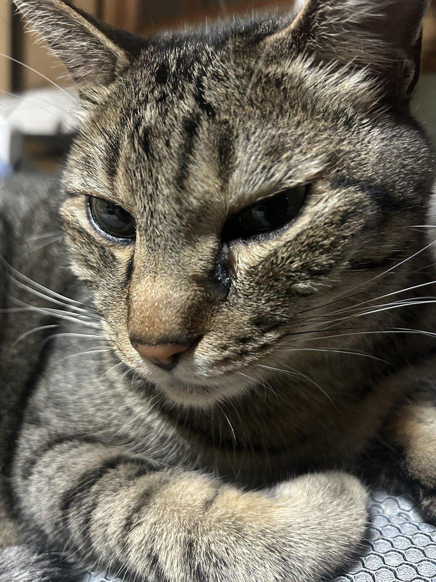 Jr46631218's tweet photo. 結膜炎に目薬を処方されましたが目薬を嫌がるので嫌われないか心配😅まぁ大丈夫だろうけど https://t.co/Rf7JBg4OLL