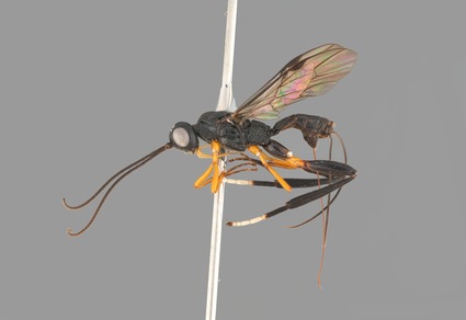 Zootaxa's tweet photo. Revision of the tribe Helconini Förster, 1863 (#Hymenoptera: #Braconidae: #Helconinae) from #Japan, with descriptions of 11 new species
#taxonomy
#newspecies
https://t.co/Tj35CSgJ79 https://t.co/XzuZ34ZXjO