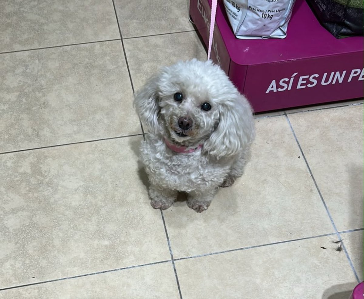 claudiosavoia's tweet photo. Atención 👇
Encontraron este perro 🐶 en Juncal y Rodríguez Peña. Si alguien lo reconoce o sabe de quién es, por favor avise. Veterinaria Cher Ami.  +54 11 2854 5751 https://t.co/r8synK4SuV