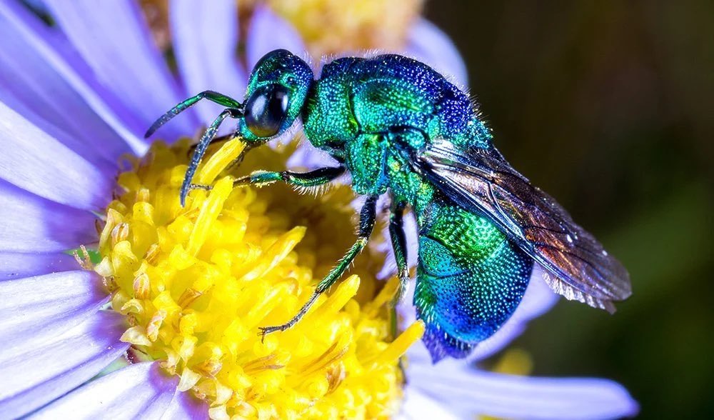 re1999npcs's tweet photo. 🗞️ Npc #3 !
Bittersweet, an npc in 3.7’s version of Syndrome of Silence. If she had an udimo, I’d believe she’d be a cuckoo wasp! https://t.co/tV5qNCjpYu