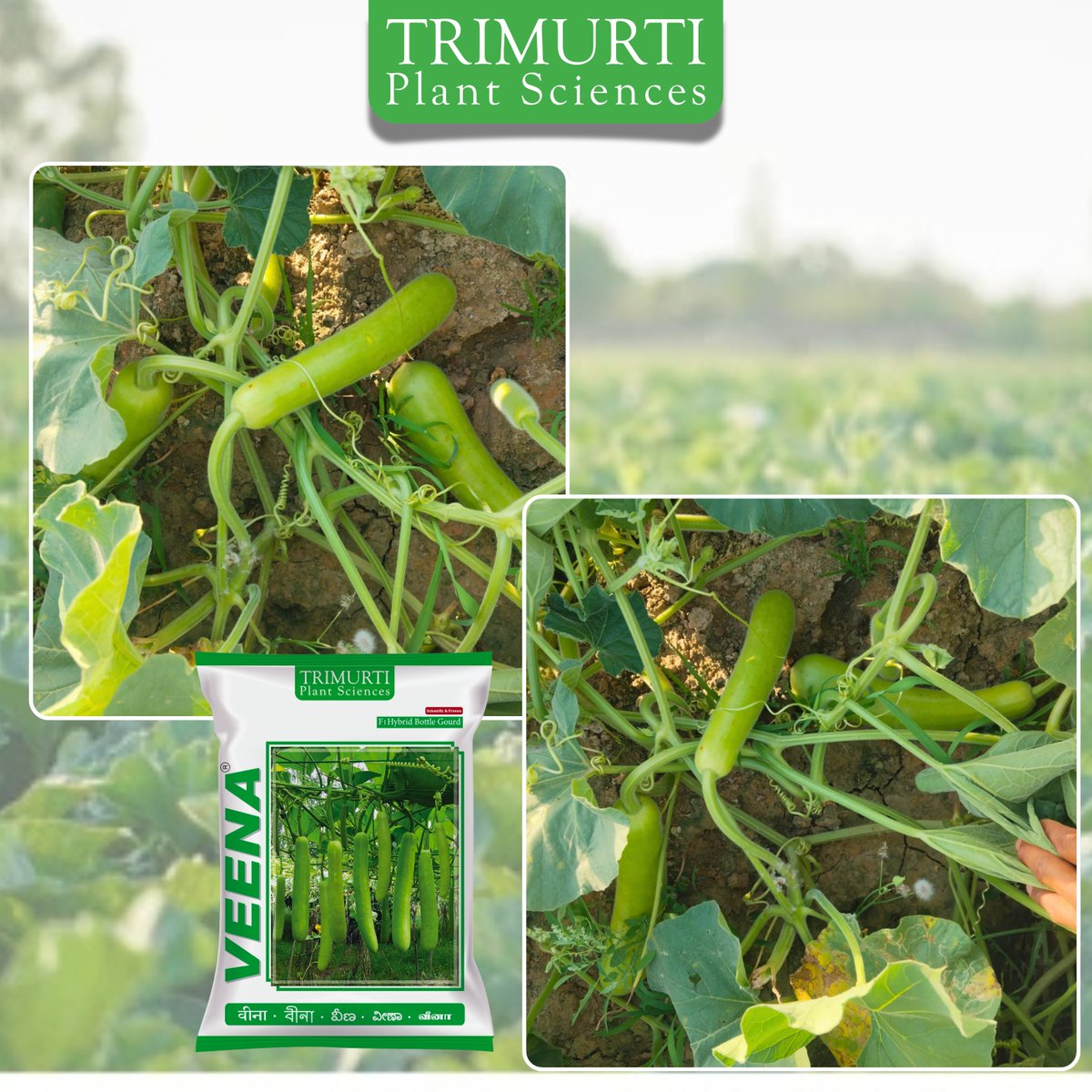 TrimurtiSeeds's tweet photo. त्रिमूर्ति बीज – वीणा (TMBG 1401) लौकी

🌟 वीणा (TMBG 1401) की खासियतें:
✅ 50–55 दिनों में पहली तुड़ाई
✅ 30–35 सेमी लंबी फल
✅ 8–10 सेमी फल का व्यास
✅ 1–1.5 किग्रा फल वजन
✅ बेलनाकार, आकर्षक हरे फल
✅ ताजा बाजार के लिए उपयुक्त

📞 संपर्क करें: 9393802802 https://t.co/fEiXjcbEVB