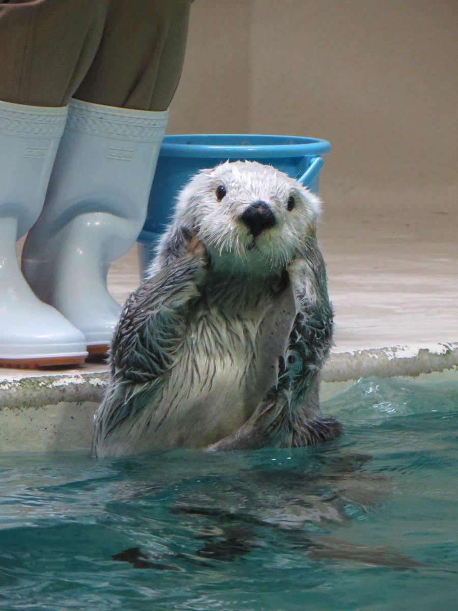 _Almandine's tweet photo. お目目きゅるるん、あざと可愛いそのポーズ。
はあ、なんて罪深い生き物なのでしょうか、全く… https://t.co/o3XMtejDgR
