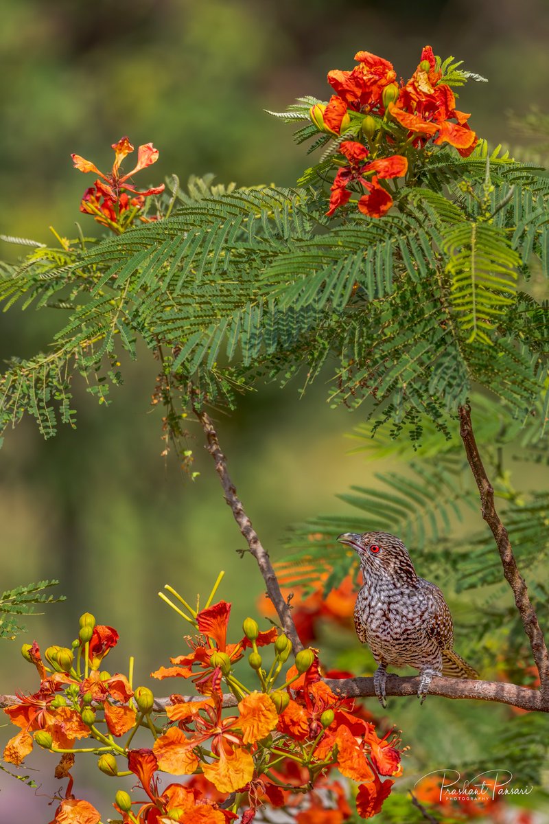 PrashantPansari's tweet photo. Asian Koel Female
Jaipur, Rajasthan
#pansariphotography #Commonbirds #IndiAves #indianbirds #birdphotography #CapturedonCanon #habitatframes https://t.co/fRrk1N917V