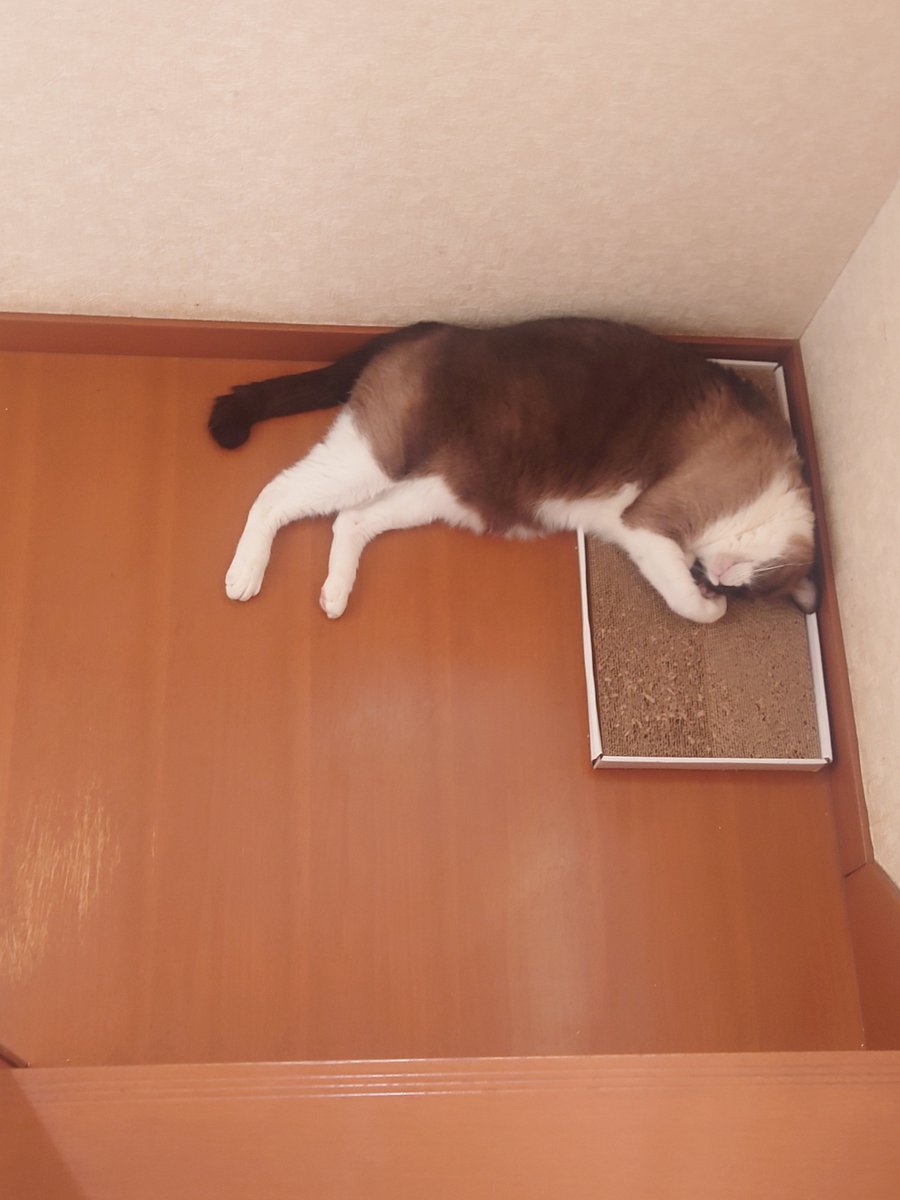 zekurod's tweet photo. いや、かわいいかよー〜ー〜
まだまだ暑いので熱中症に気をつけてください🙏
自分は、エアコンで喉痛めました… https://t.co/qyV4SlttCY