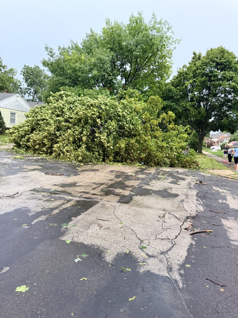 aflesh23's tweet photo. RIP to my neighborhood trees https://t.co/zgCEqSloOR
