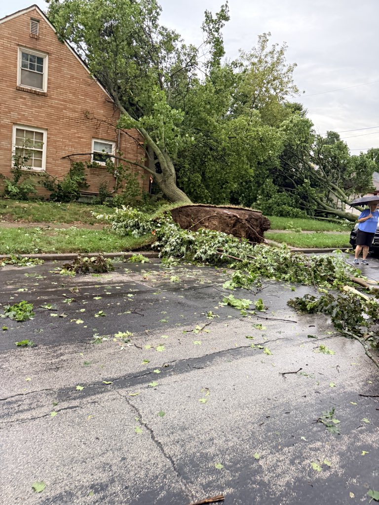 aflesh23's tweet photo. RIP to my neighborhood trees https://t.co/zgCEqSloOR