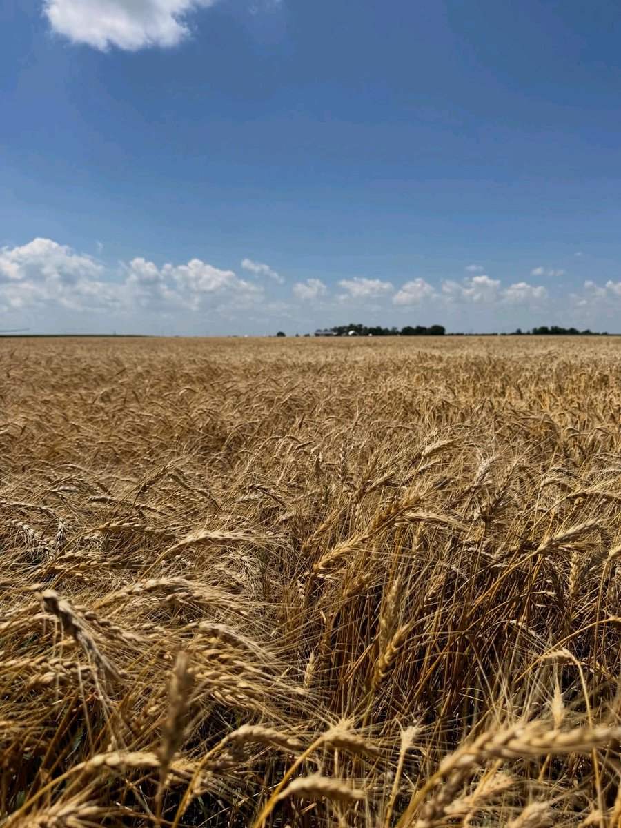 Laura_Farms_05's tweet photo. Wheat harvest is in! 🌾 https://t.co/adtZnfQTiw
