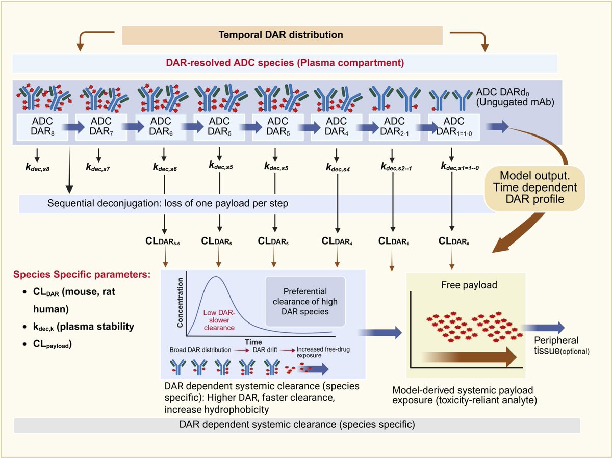 raffcolo's tweet photo. https://t.co/bwKasq4NhT

Narrative review on PK modeling for ADCs

One major oversight is that only a few linkers generate free payload via linker instability. For majority of ADCs, instability releases the intact drug-linker, which reconjugates to plasma thiols (e.g. albumin)! https://t.co/K3I44IZe13