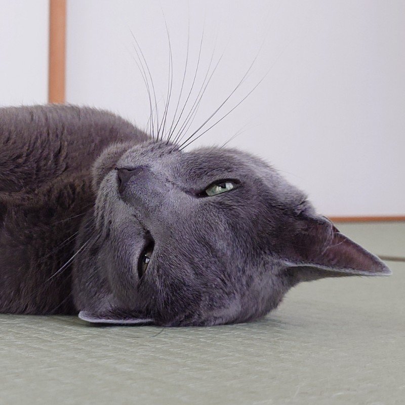 STA_thoughtless's tweet photo. 今日のアルさん。
#猫 #都工房の猫 https://t.co/7QcMpOn6Ty