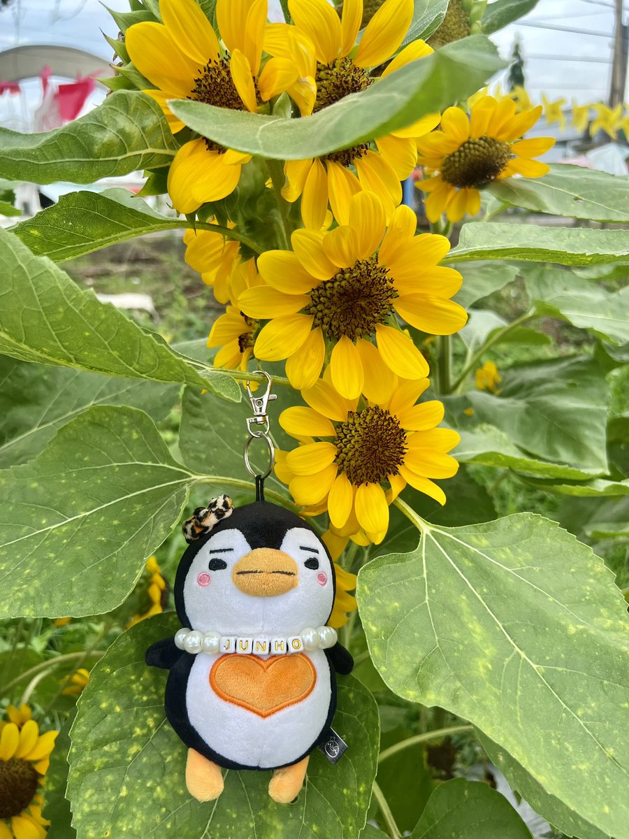 DOCMEL_2009's tweet photo. 💛8.19.2026💛
🌻 = #LEEJUNHO. Always bright, warm, and full of sunshine ☀️ - just how he makes my life feel 🥺🥰🤗🫠 https://t.co/xT8WMCNSGU
