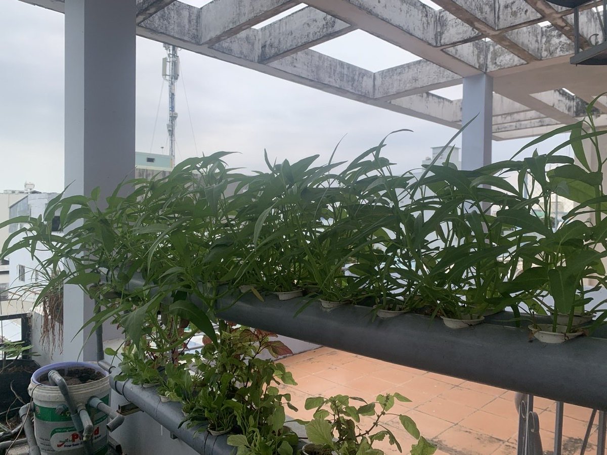 benluu2023's tweet photo. Sáng lên vườn cho cá ăn thiệt là sản khoái tinh thần, ☕️🥬 https://t.co/qKbuLLoB2Q