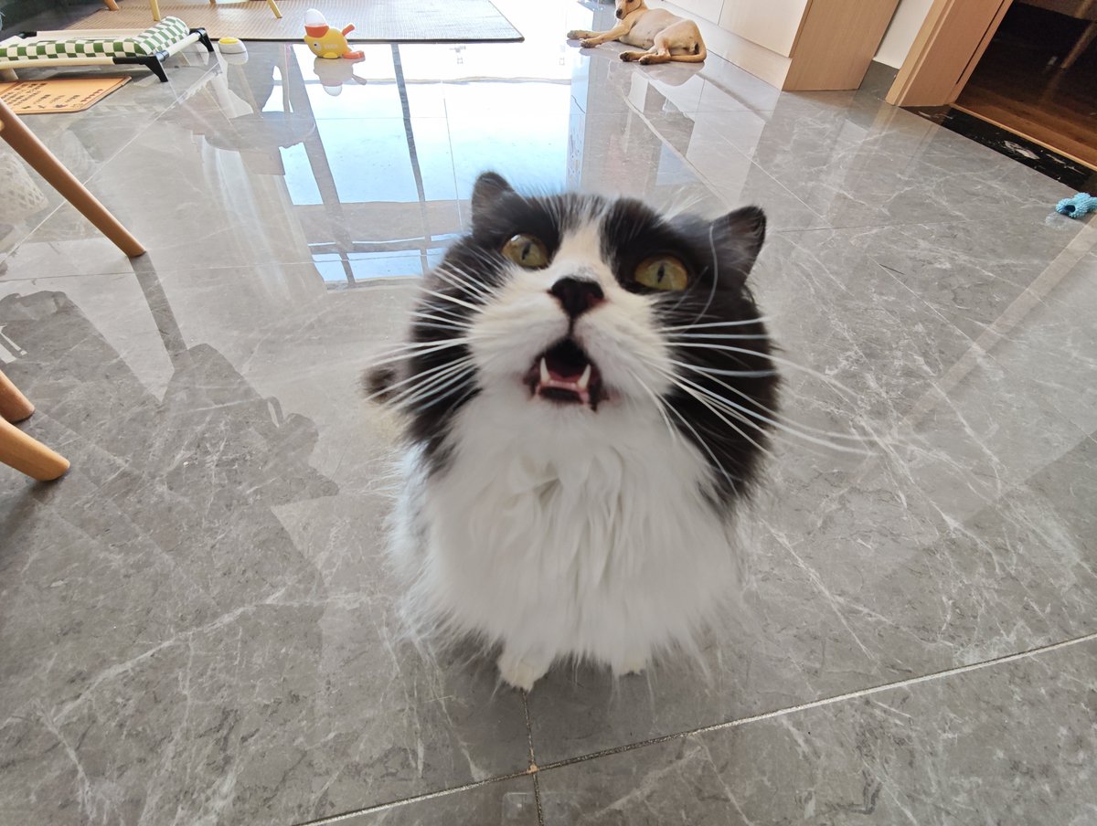 JavaNiuBi's tweet photo. @N0rthern_Land 看我的绝世好猫 https://t.co/jkHiitTL4P