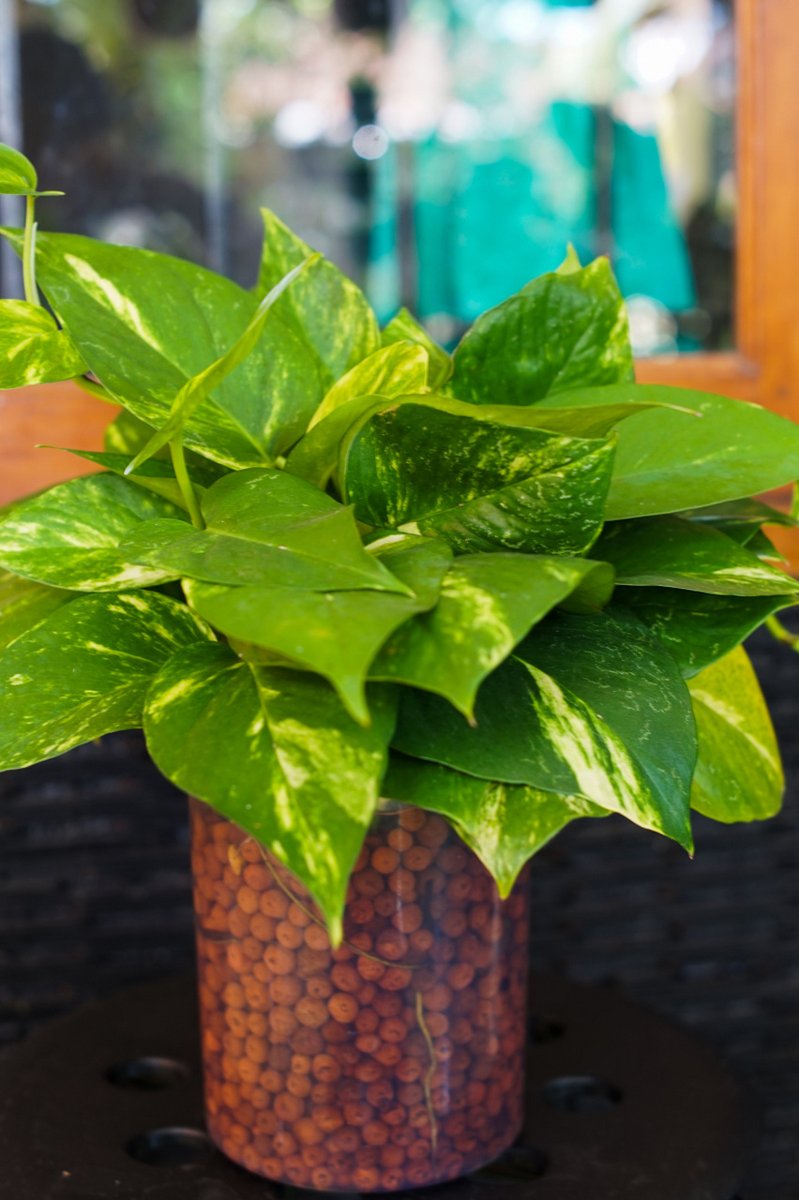 JerroldSau51695's tweet photo. Keep your pothos happy by placing it in bright, indirect light and watering when the top 2 inches of soil feel dry – it’s hard to kill this low-maintenance green buddy!， https://t.co/j7owMioIJP