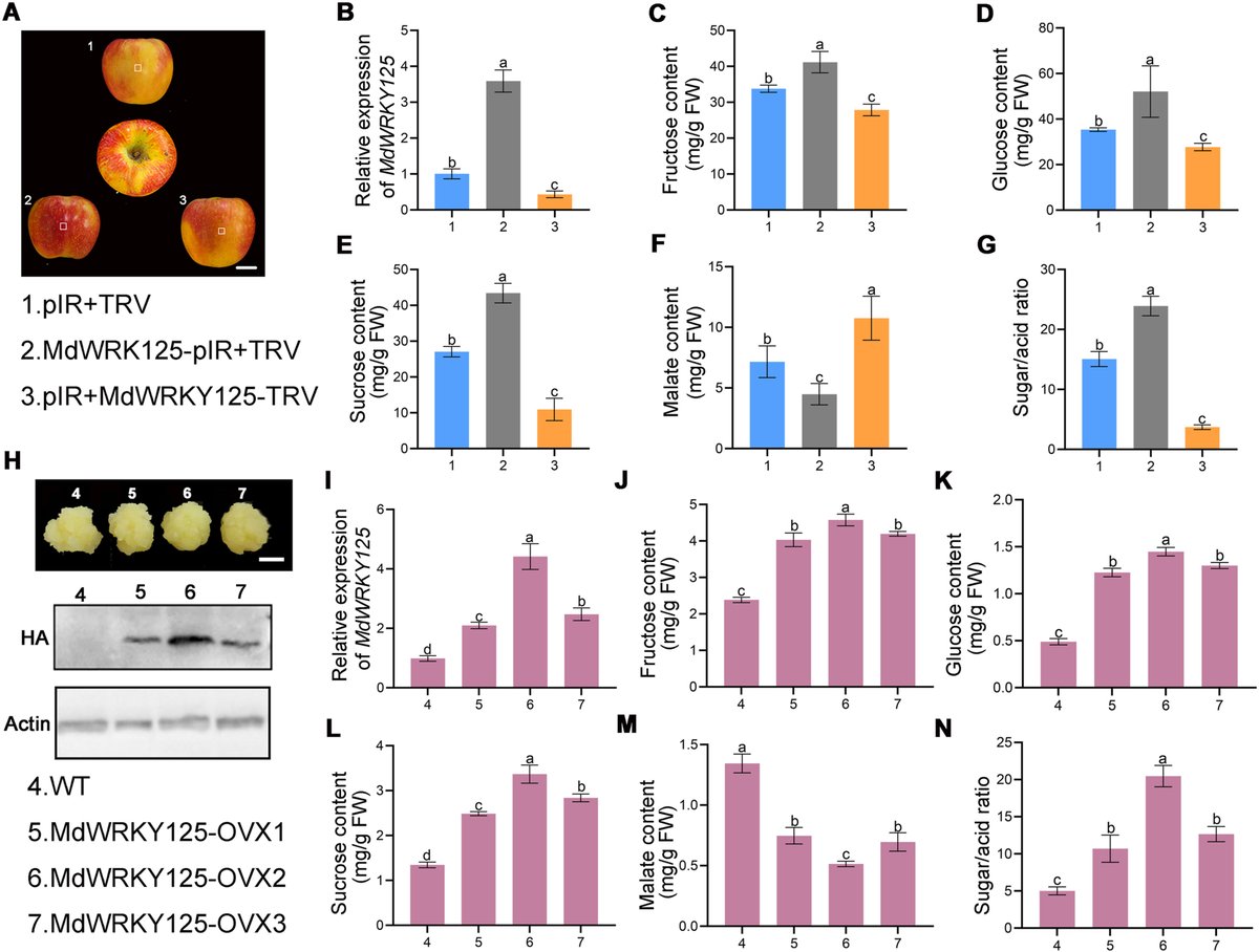 aBIOTECH5's tweet photo. #aBIOTECH_OnlineFirst 𧬠π π¬ βοΈ π§ͺ
πMdWRKY125 bridges cold stress and fruit flavor by activating the sucrose synthase gene MdSUS3 in apple
πhttps://t.co/YeIOyvEEyG
@ElsevierConnect
@Sciencedirect
#PlantScience #Apple #FruitQuality #GeneRegulation #ColdStress #Horticulture https://t.co/a34gL1i9YW