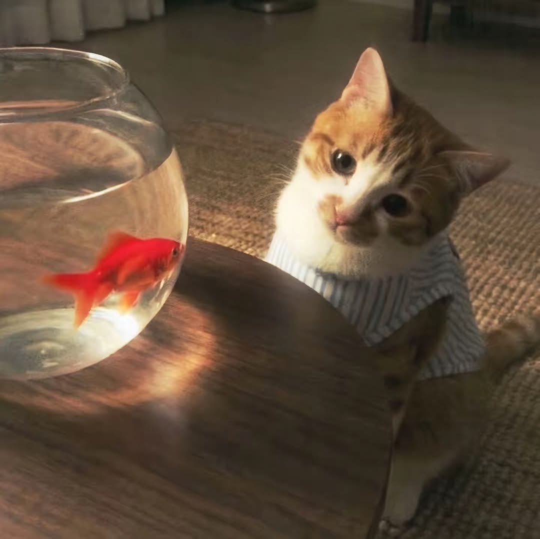 calmlivng's tweet photo. ⋅˚₊‧*:･𓆝.°•⋅˚ https://t.co/qKJvZfrloW