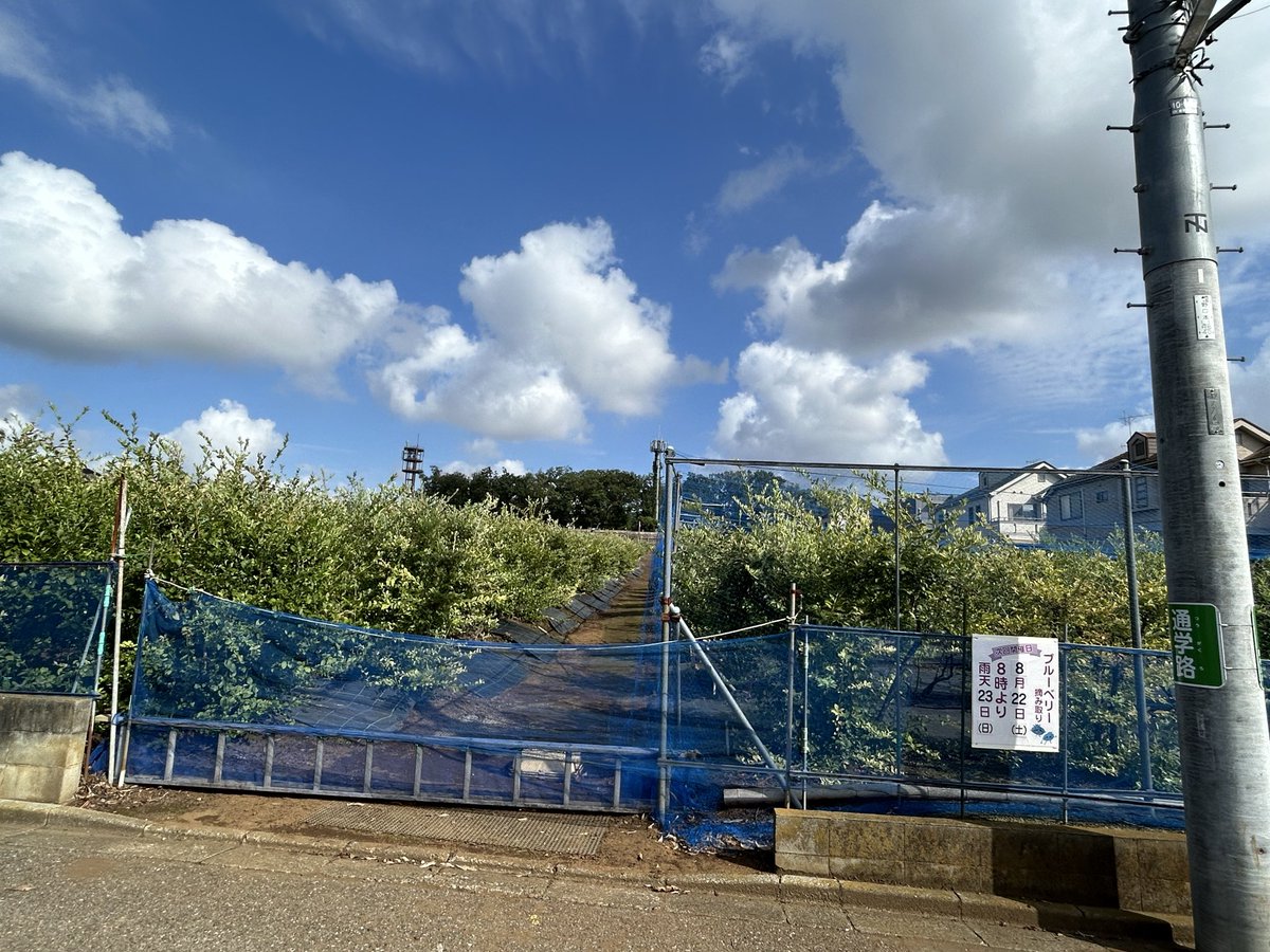jundora14's tweet photo. 朝の駅頭からの帰り道、ブルーベリー畑🫐の前を通りました。
そろそろ終わりの時期かと思いますが、8月22日(土)摘み取りの案内が出ていました。朝8時からです🫐
#東村山市廻田町
#ブルーベリー https://t.co/dHQdrUJ6F6