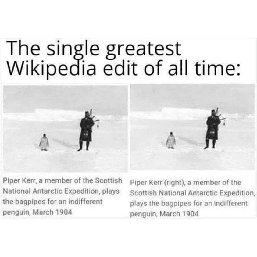 call_me_tomasso's tweet photo. Chortle, snort, guffaw. 🐧🥻 https://t.co/Vs6v6hmh4S