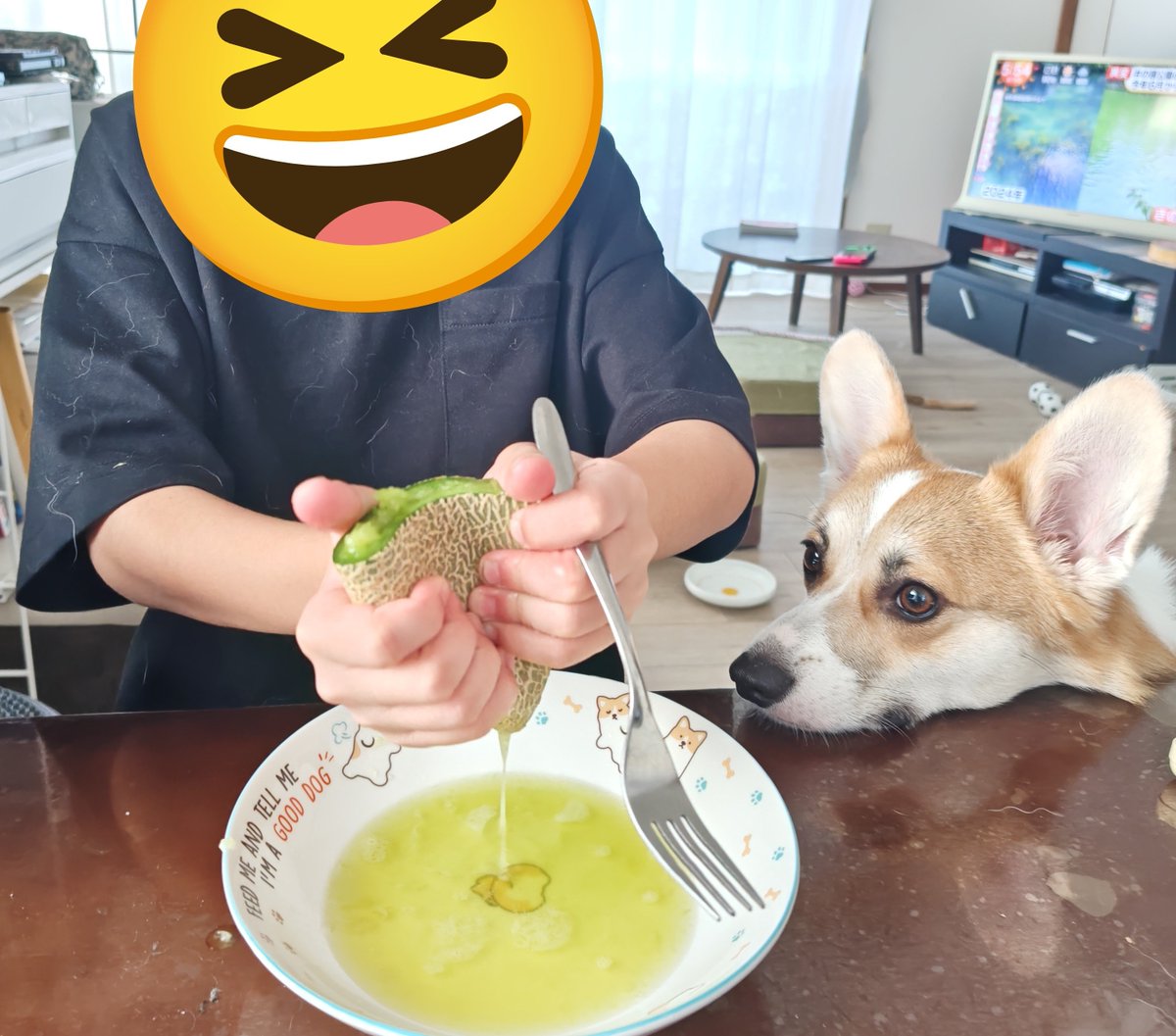 raamaasoochan's tweet photo. 職場でメロン🍈頂いた！
とってもおいしくてこの子たちの食べ方がヤバかった！🤣🐶

#コーギー
#コーギーのいる暮らし
#息子とコーギー https://t.co/DQtbkFLd44