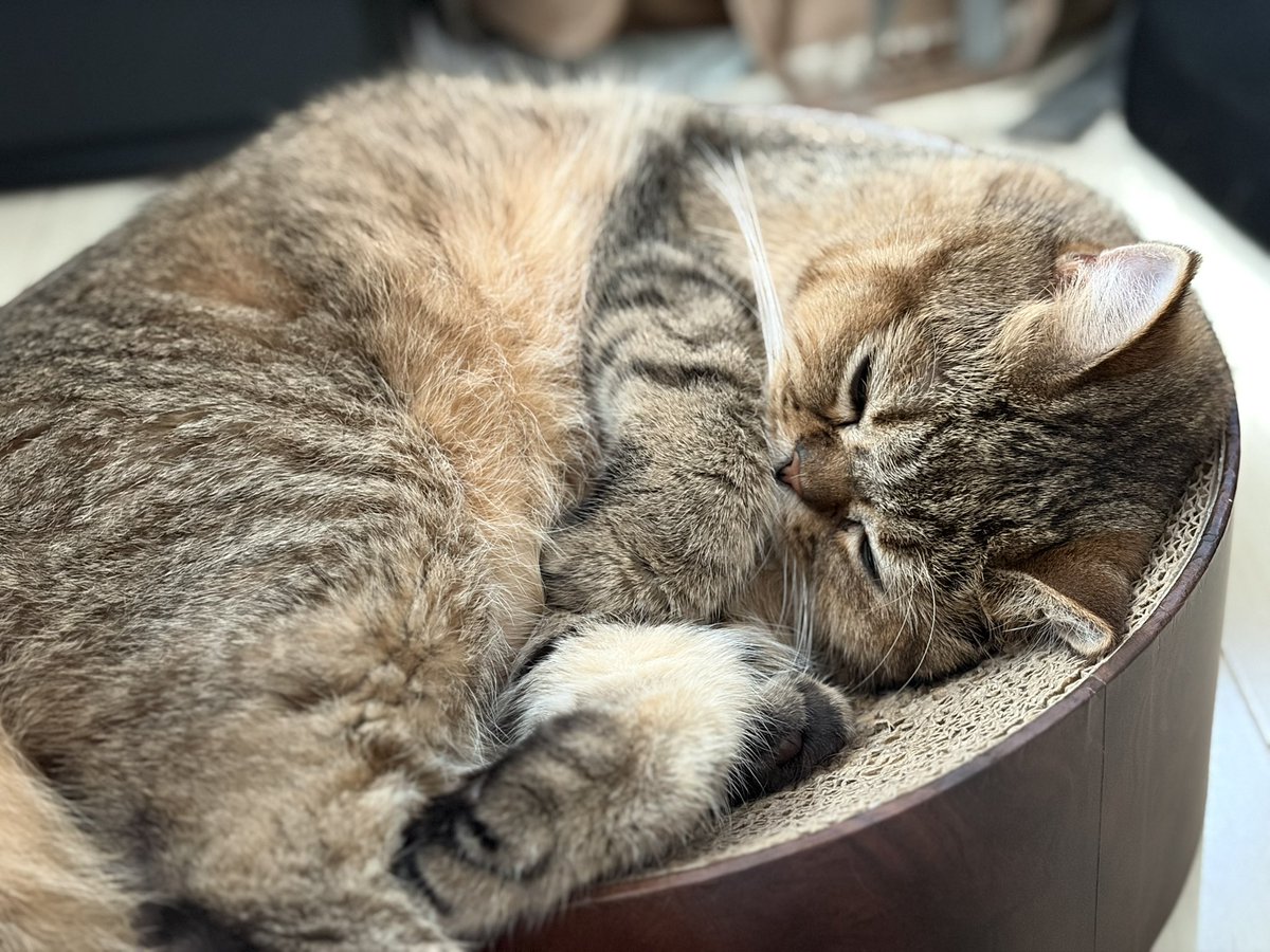 DynamiteKousuke's tweet photo. 小学校に新しい教科が導入された。
猫国語（ねこくご）である。

問1 
この写真の猫の可愛いところを３つ答えよ https://t.co/WRRCxnIzH6