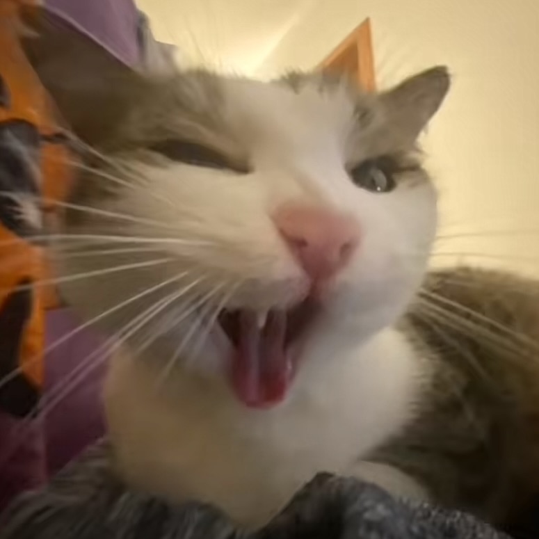PunchingCat's tweet photo. https://t.co/y1s9kkzSzp